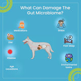 Legacy Biome Premium FMT Capsules