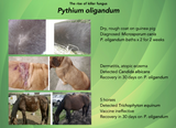 Propythium Effervescent Tablets and Oil - Natural Yeast Killer