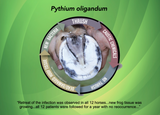 Propythium Effervescent Tablets and Oil - Natural Yeast Killer