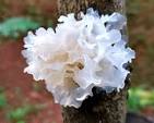Real Mushrooms Tremella
