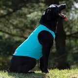 CoolAid blue cooling vest on a dog