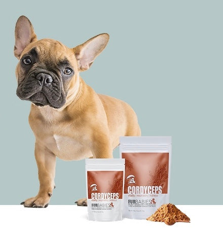 Furbabies cordyceps mushrooms for dogs lungs and kidneys