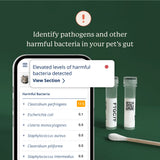Animal Biome Gut Microbiome Test for Cats