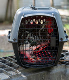 Chicken inside a pet carrier with red light therapy pad
