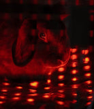 AnimaSol Red and Near-Infrared Light Therapy Blankets and Pad