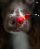 Close-up of a dog's nose with a red light therapy tool lighting it to heal nose