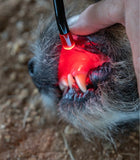 Close-up of a dog's open mouth with a red light therapy tool to heal tooth pain
