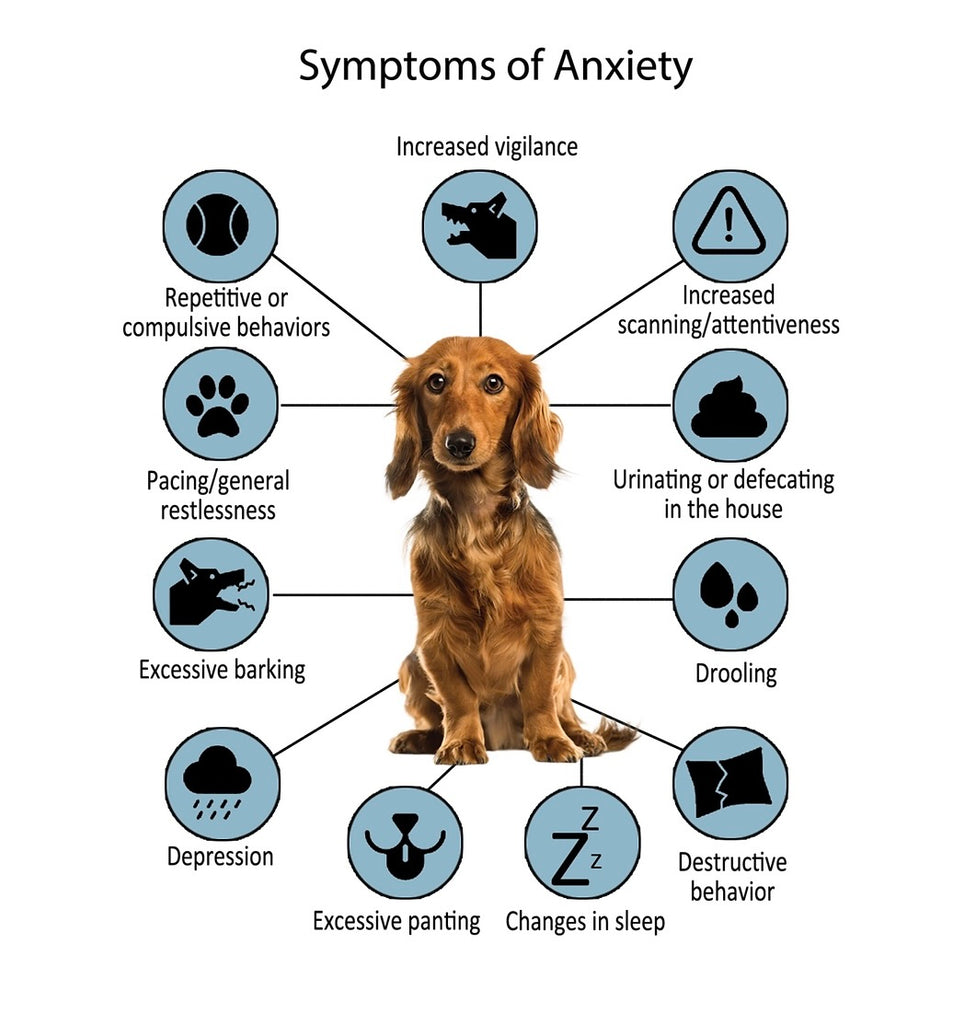 Pet Vaccinations Early Signs Of Parvo For Dogs Signs Parvo In Dogs