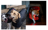 AnimaSol Red and Near-Infrared Light Therapy Blankets and Pad