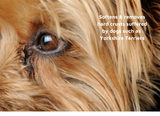 LUCAA+ Probiotic Pet Eye Care
