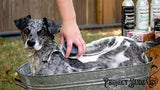 Project Sudz Charcoal Shampoo