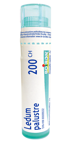Ledum Palustre 200C