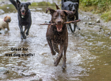 LUCAA+ Pet Probiotic Odour Remover