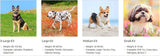Dog Toe Treads sizing 