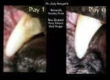 Dr. Judy Morgan's Dental Drops results over 6 day use - DOGsAGE