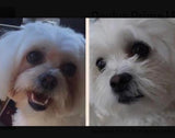 Dr. Conor Brady Dogs First Oculus Prime before and after photo 