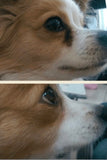 Dr. Conor Brady Dogs First Oculus Prime before and after photo 