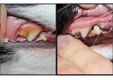 dr. conor brady dogs first candident before and after photos 