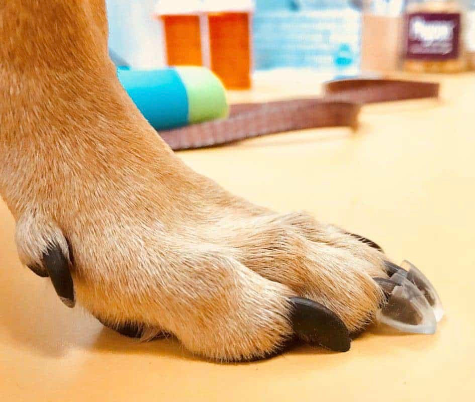 Dog Toe Treads anti slip for dogs