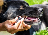 Dr. Judy's Dental Health Formula dropper used on dog 