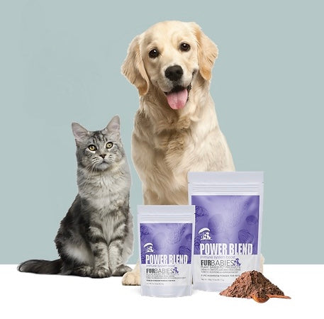 Power Blend Medicinal Mushrooms for dogs and cats