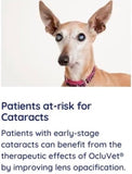 dogs with early stage cataracts.