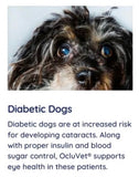 diabetic dogs cataracts need OcluVet